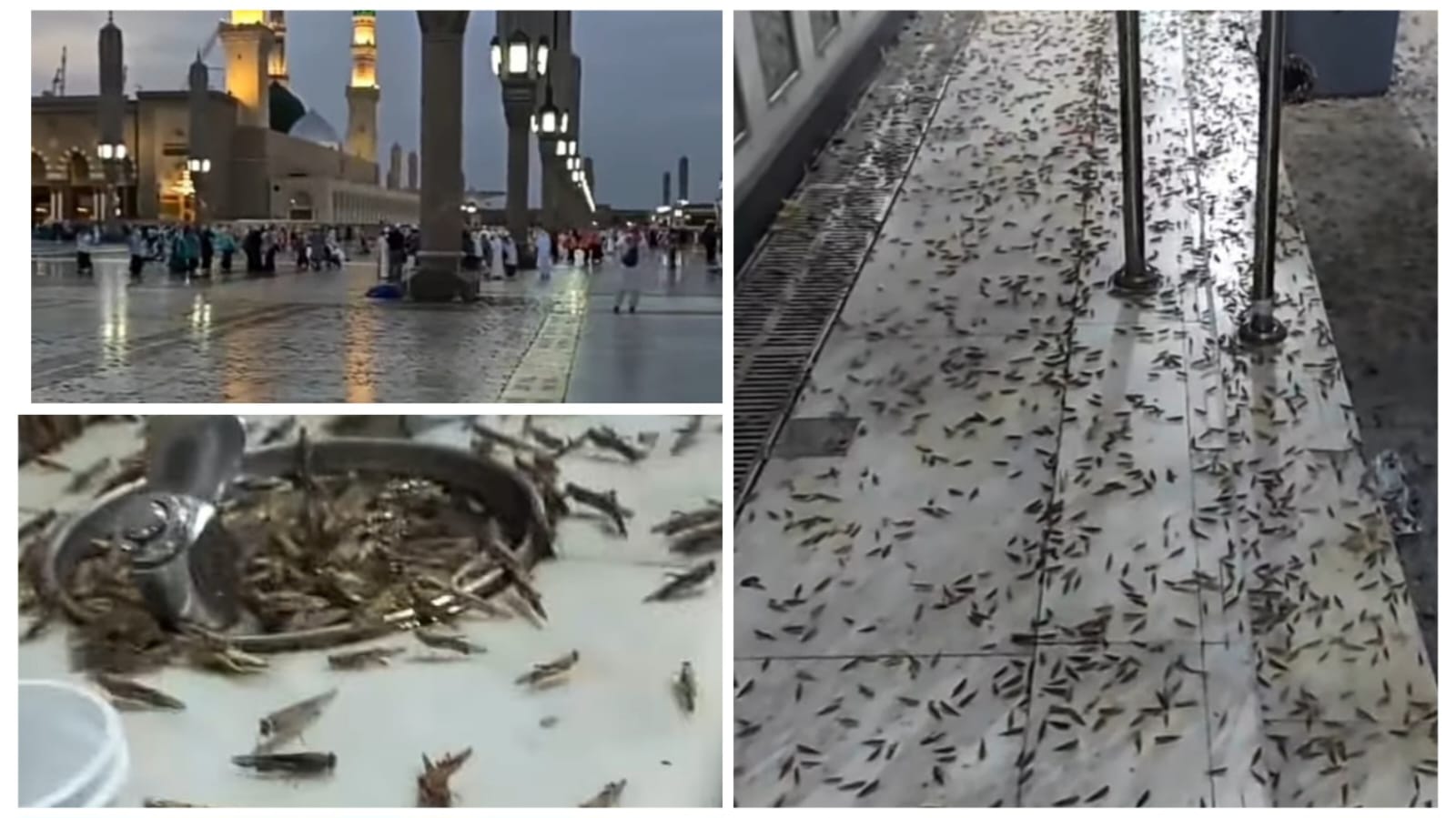 Jutaan Belalang Kembali Penuhi Sekitar Masjid Nabawi di Madinah, Masya Allah Pertanda Apa Ini?