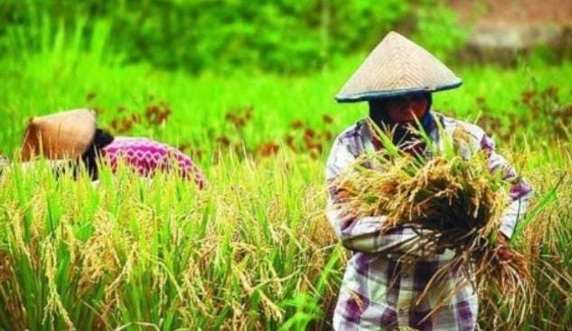 Ungguli Kabupaten Induk, Dua Kabupaten Ini Sumbang Produksi Padi Terbesar di Sumsel