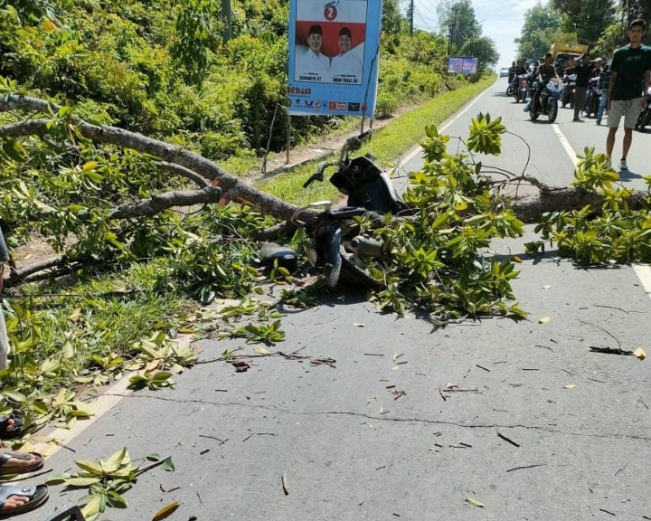 Pengendara Sepeda Motor di PALI Meninggal Dunia Tertimpa Pohon Tumbang