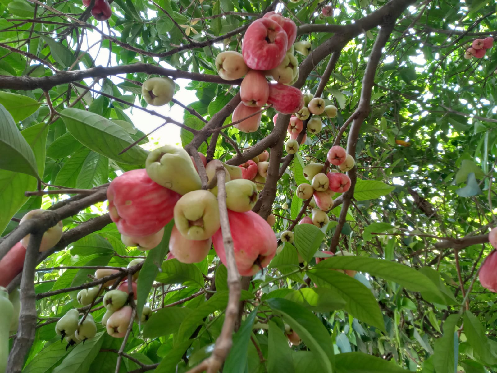 Ketahui! Ini 7 Manfaat Jambu Bol untuk Kesehatan