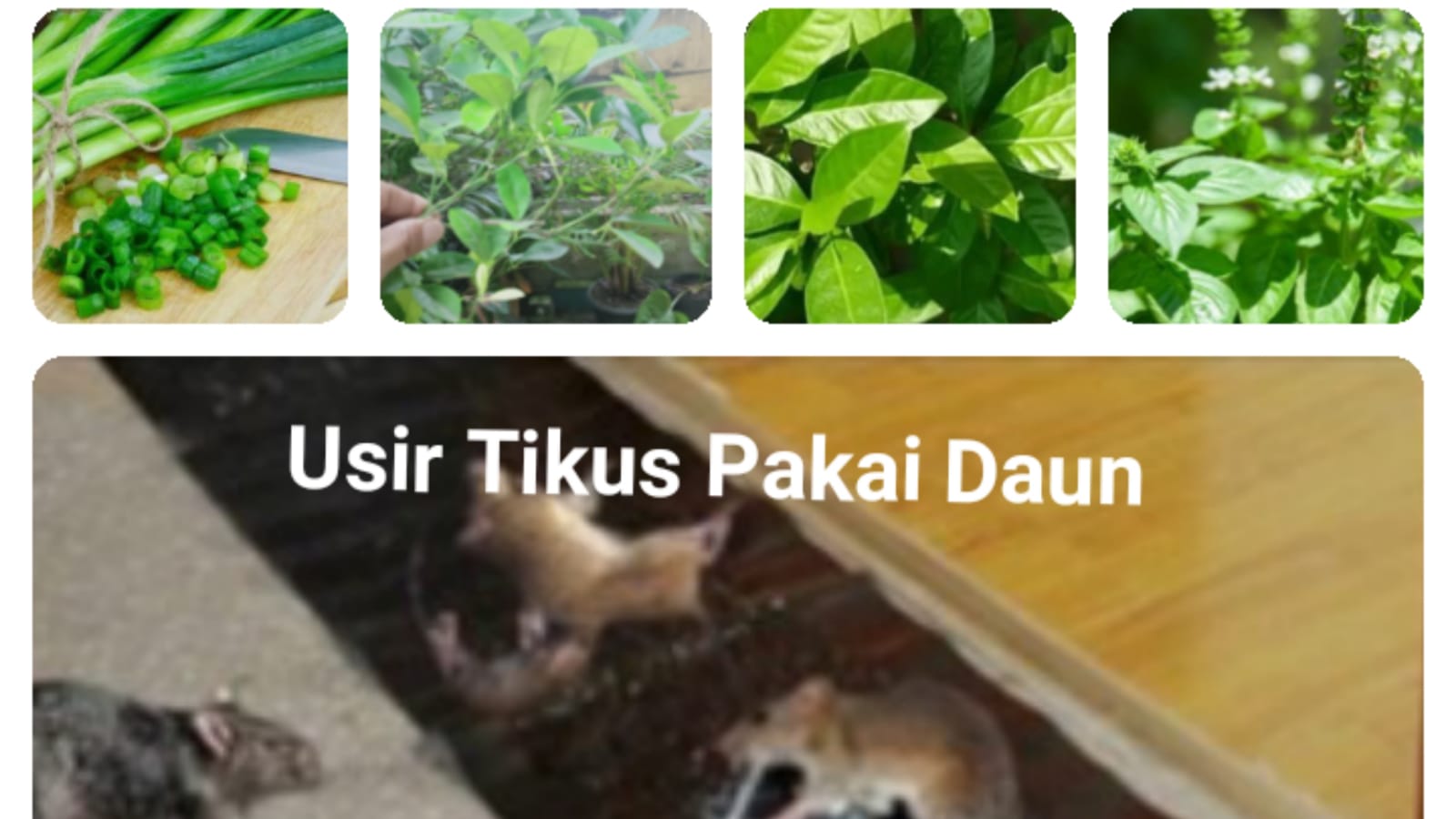 Tikus Tidak Trauma Lihat Kawannya Kena Jebakan, Tapi Lebih Takut 4 Jenis Daun Ini dan Aroma Menyengat