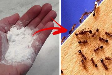 Belum Banyak Yang Tahu, Ini Cara Ampuh Mengusir Semut Hanya Bermodalkan Tepung