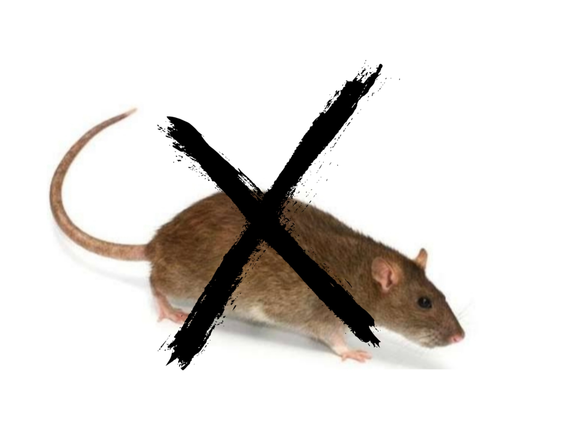 Ini Cara Benar Usir Tikus Agar Gak Balik Lagi, Bukan Diracun Tapi Pakai Daun Jeruk Nipis dan Kulit Jeruk