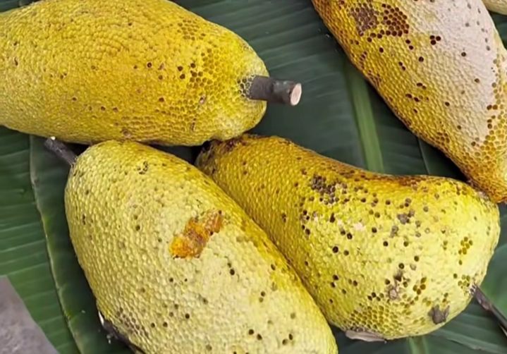 Konsumsi Madu Liar Dapat Meningkatkan Daya Tahan Tubuh