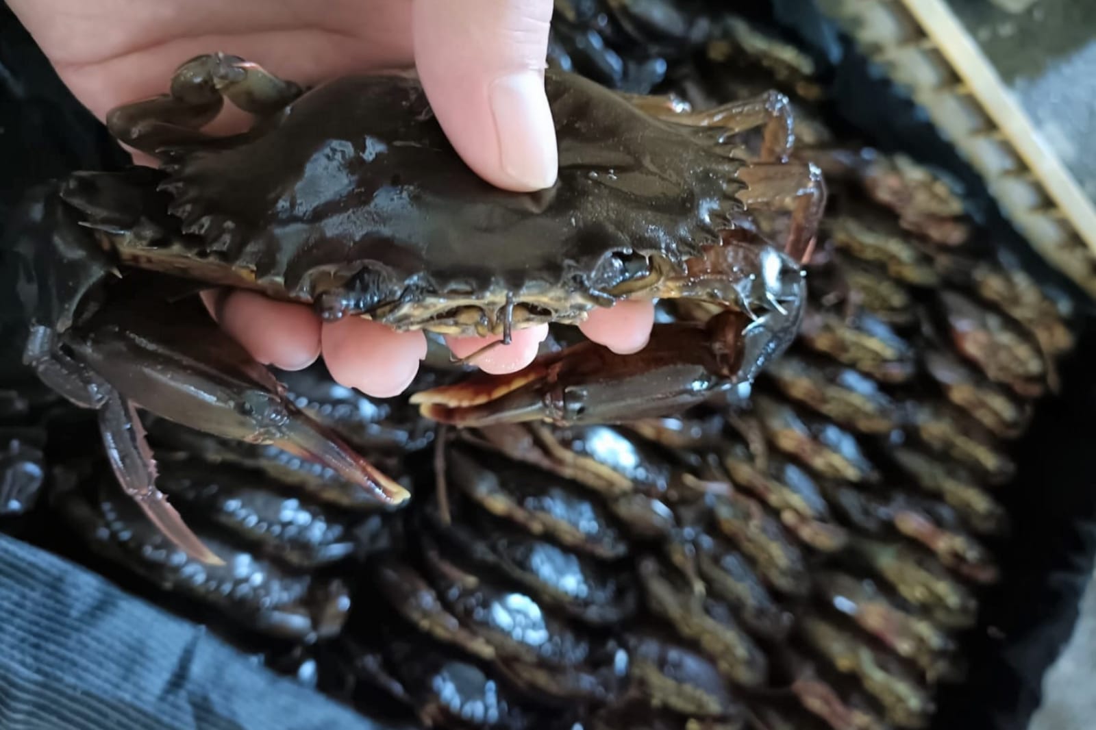 Anda Pecinta Kepiting? Ternyata Kepiting Mempunyai 5 Kandungan yang Baik untuk Tubuh