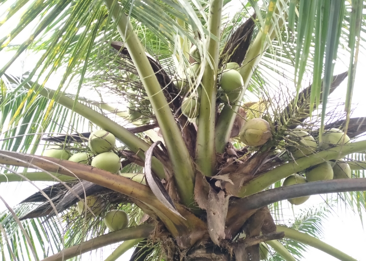 7 Manfaat Kelapa Muda untuk Kesehatan