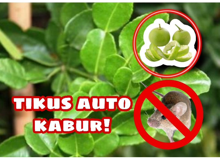 Auto Kabur! Daun Jeruk Nipis dan Kulit Jeruk Paling Ampuh Usir Tikus, Begini Caranya