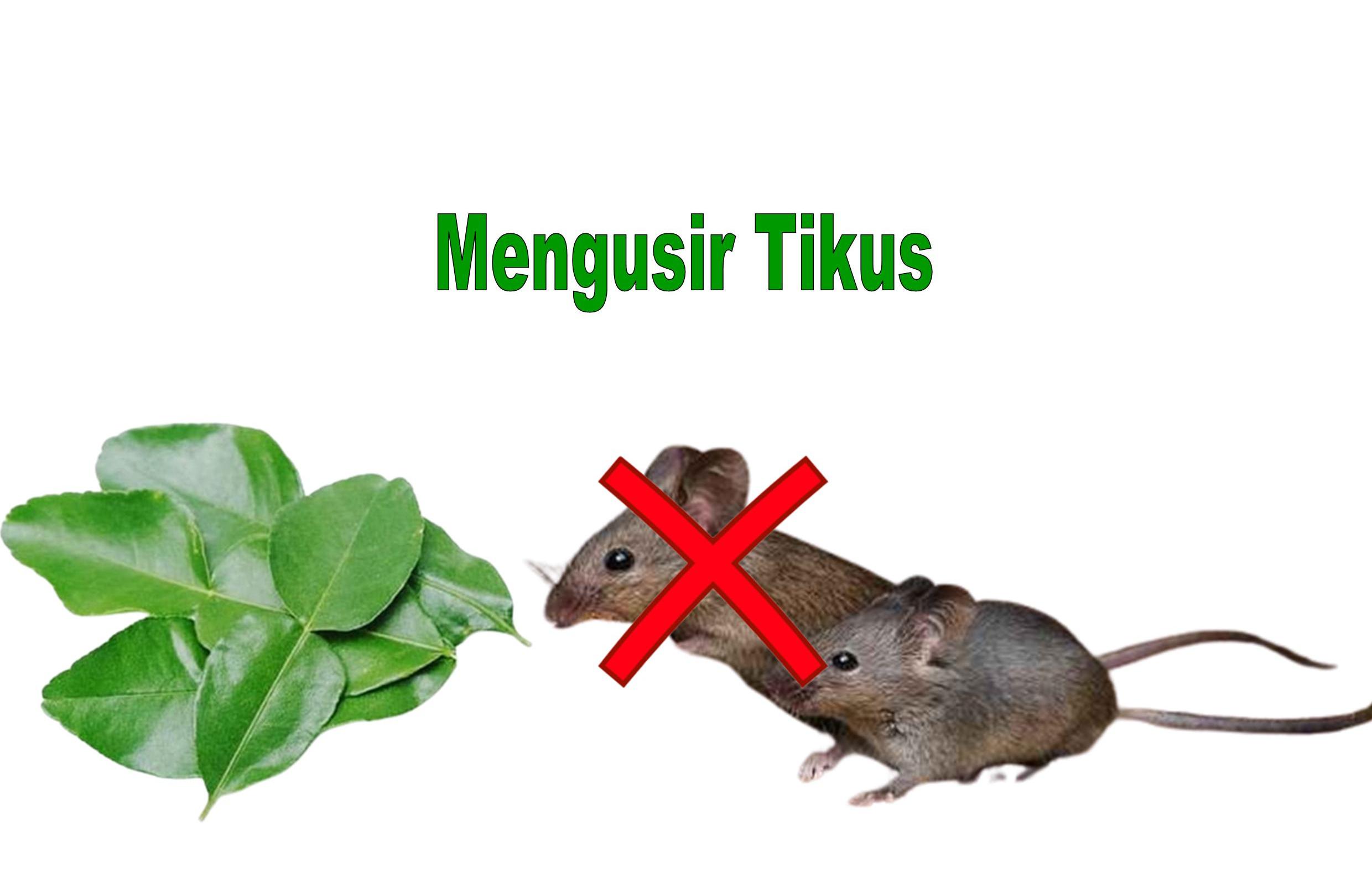 Usir Tikus Tanpa Diracun, Caranya Pakai Daun Jeruk Nipis dan Kulit Jeruk Aja