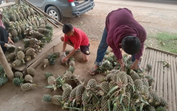 Harga Nanas di Muara Enim Tembus di Angka Rp10 Ribu per Buah