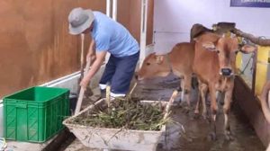 Cacar Sapi Tidak Menular ke Manusia, Ini yang Dikatakan Plt Kepala Dinas Pertanian Kabupaten PALI