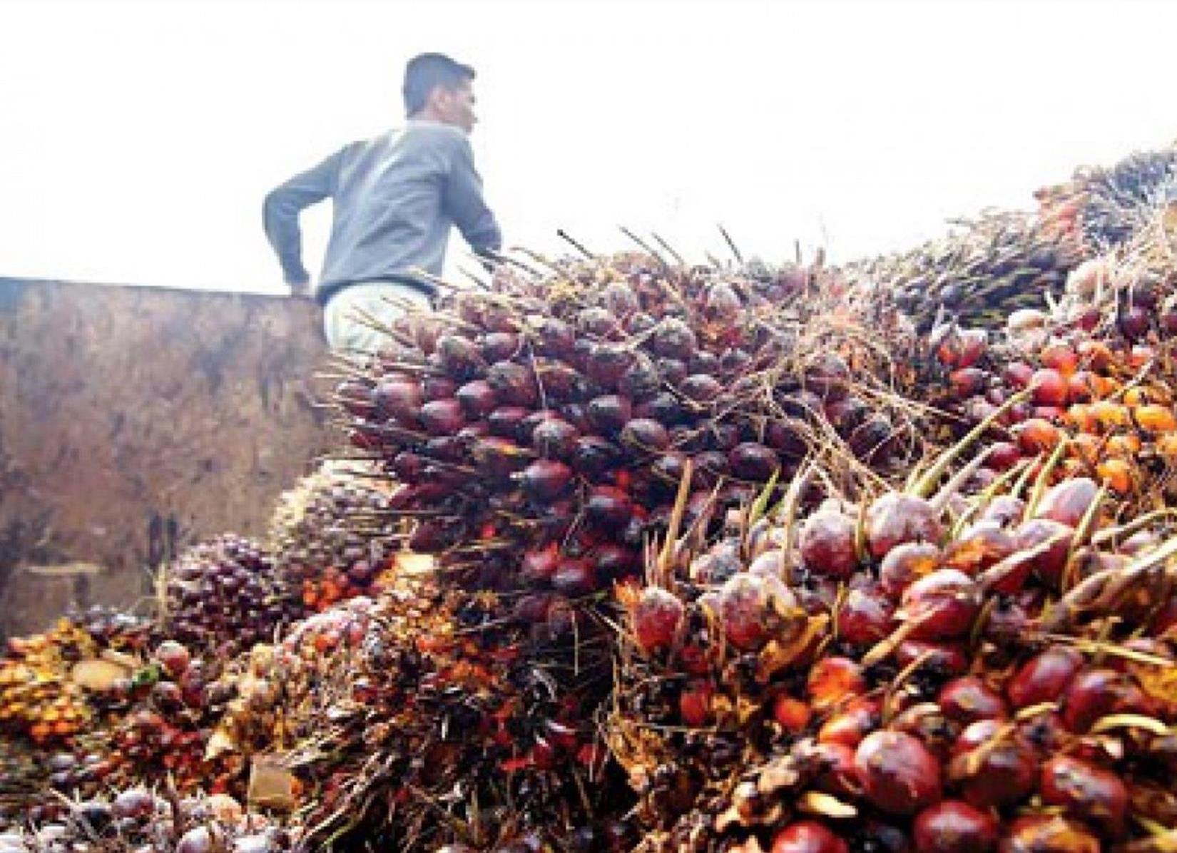 Harga Sawit di Sumatera Selatan Rp2.447,28 per Kg