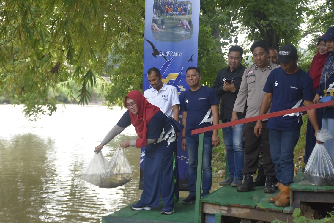 Wow, Bukit Asam Tebar 11.000 Benih Ikan di Sungai Enim