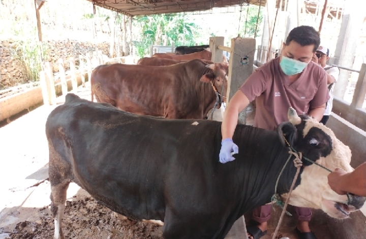 Sosialisasikan Larangan Penyembelihan Ruminansia Betina Produktif dan Bahaya Penyakit Hewan Ternak Zoonosis