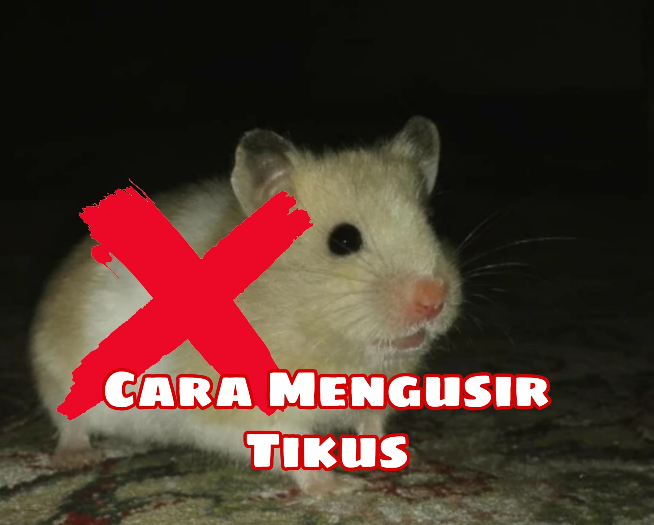 Tikus Kabur Gak Balik Lagi! Usir Pakai Daun Jeruk Nipis dan Kulit Jeruk, Seperti Ini Caranya