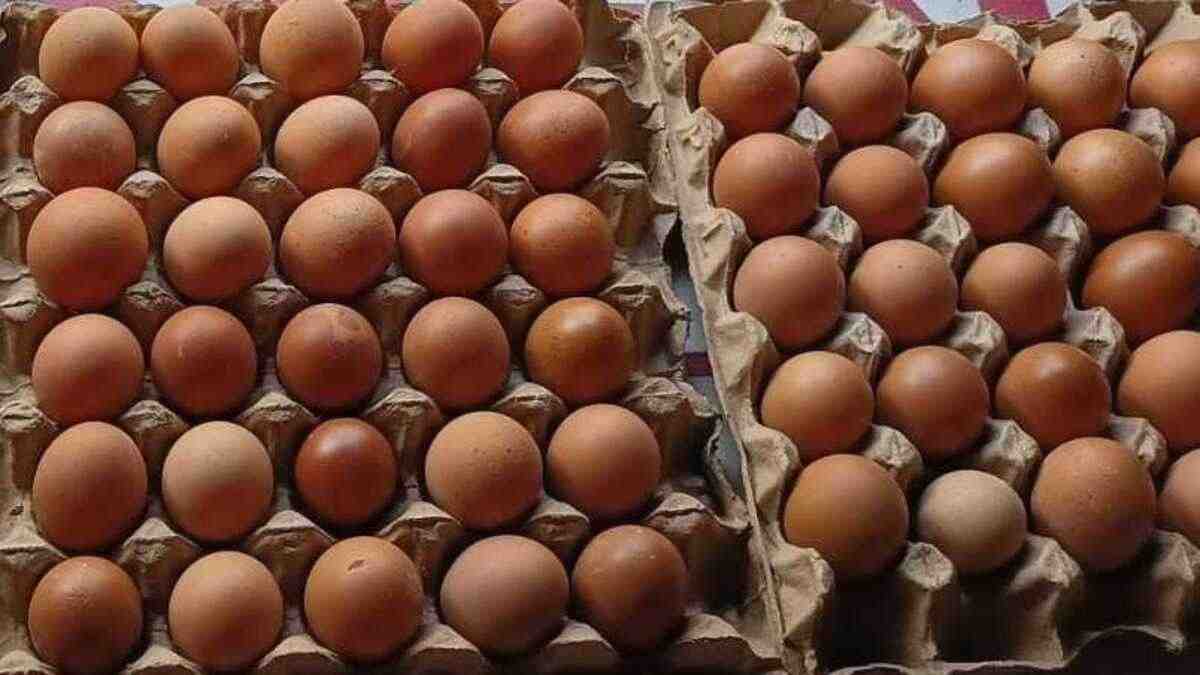 Jangan Cuma Bisa Makan, Kamu Juga Harus Tahu Ternyata Ini Segudang Kandungan Telur