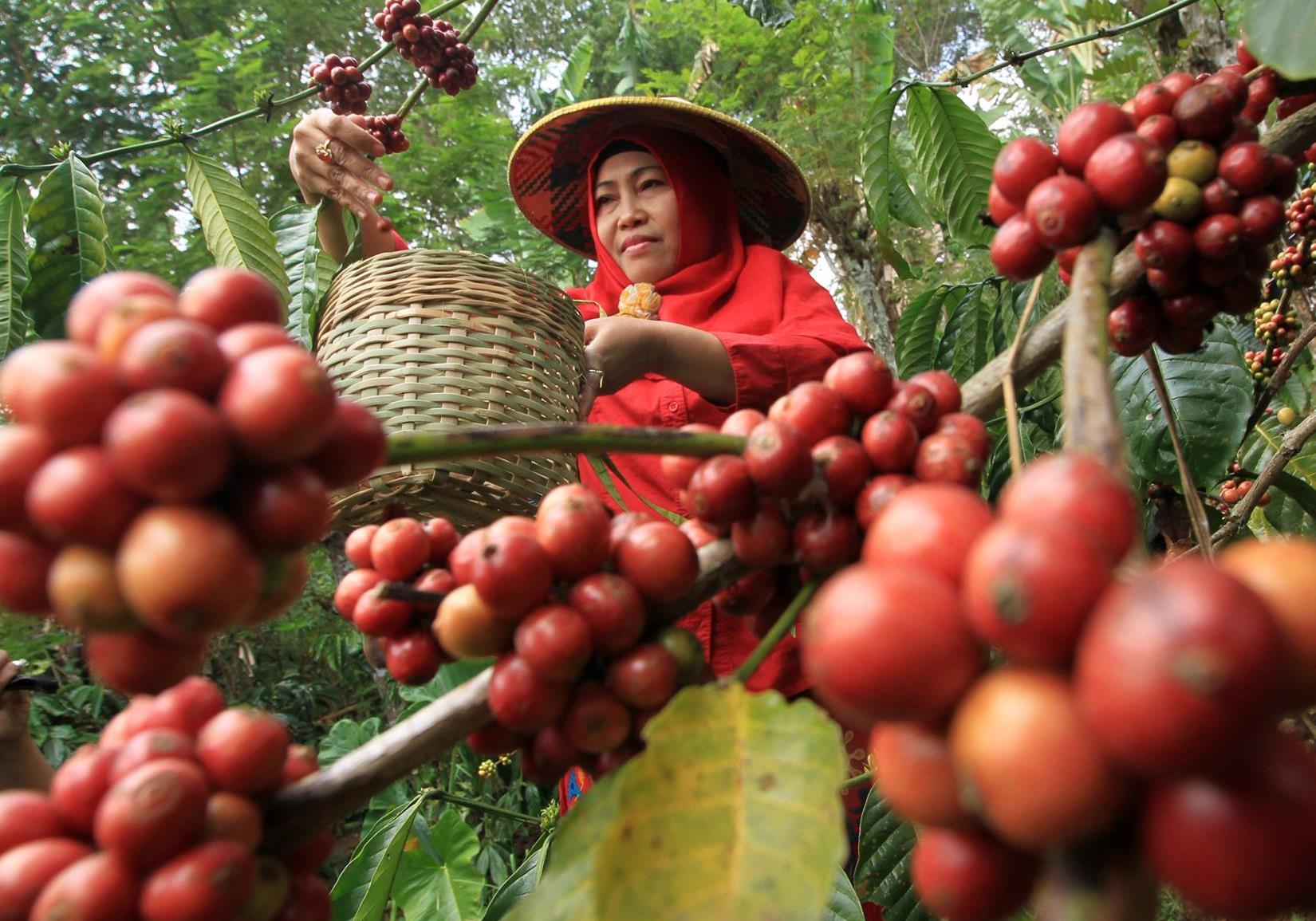 Bukan Pagaralam Atau Muara Enim Penghasil Kopi Terbesar di Sumatera Selatan, Tapi di Sini