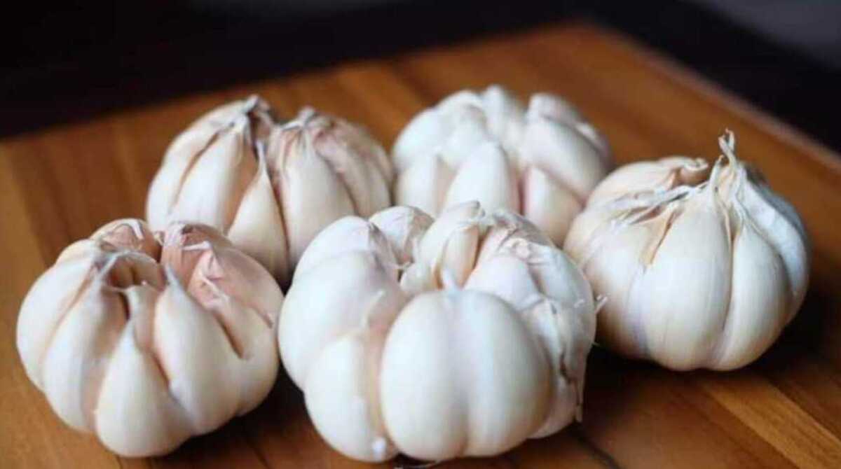 Bawang Putih Bisa Dijadikan Antibiotik Pengganti Obat, Kok Bisa? Simak Penjelasannya