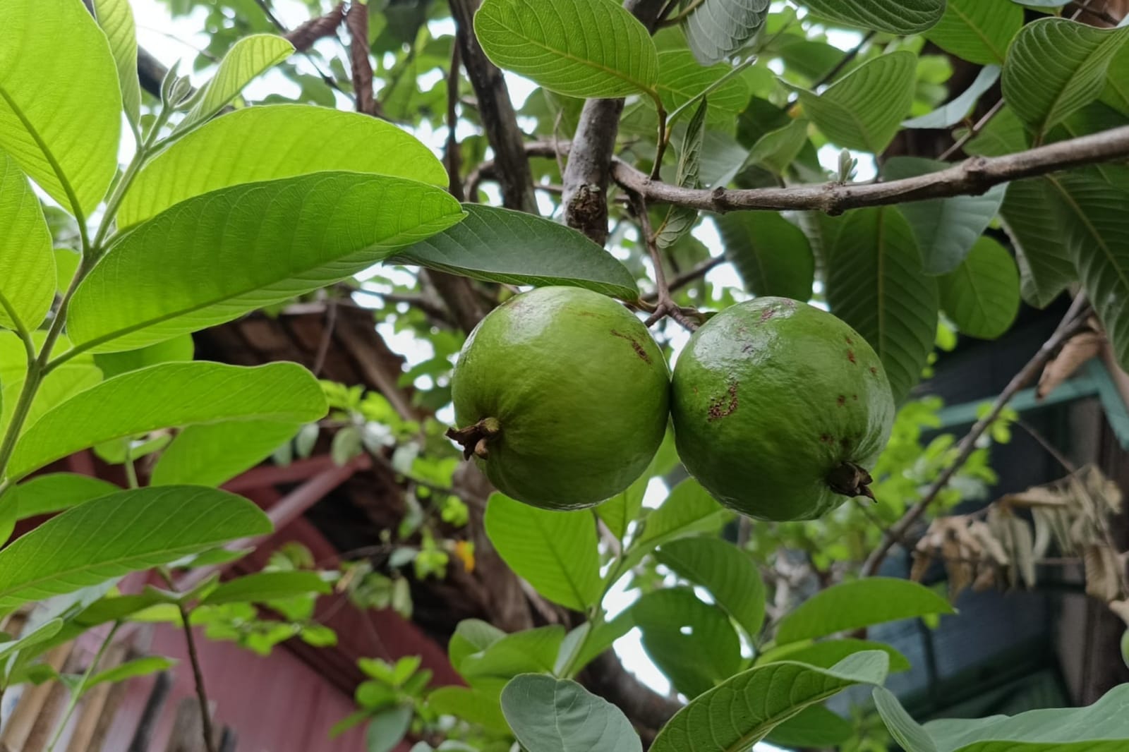 Wow, Ternyata Tidak Perlu Merogoh Kantong Jika Mau Glowing, Cukup Gunakan Daun Jambu Biji