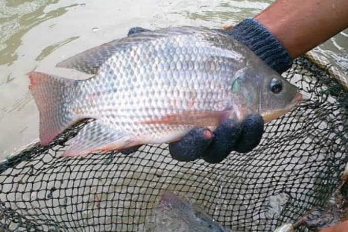 7 Manfaat Ikan Nila Serta Efek Samping yang Sangat Berbahaya Jika Mengkonsumsinya Secara Berlebihan