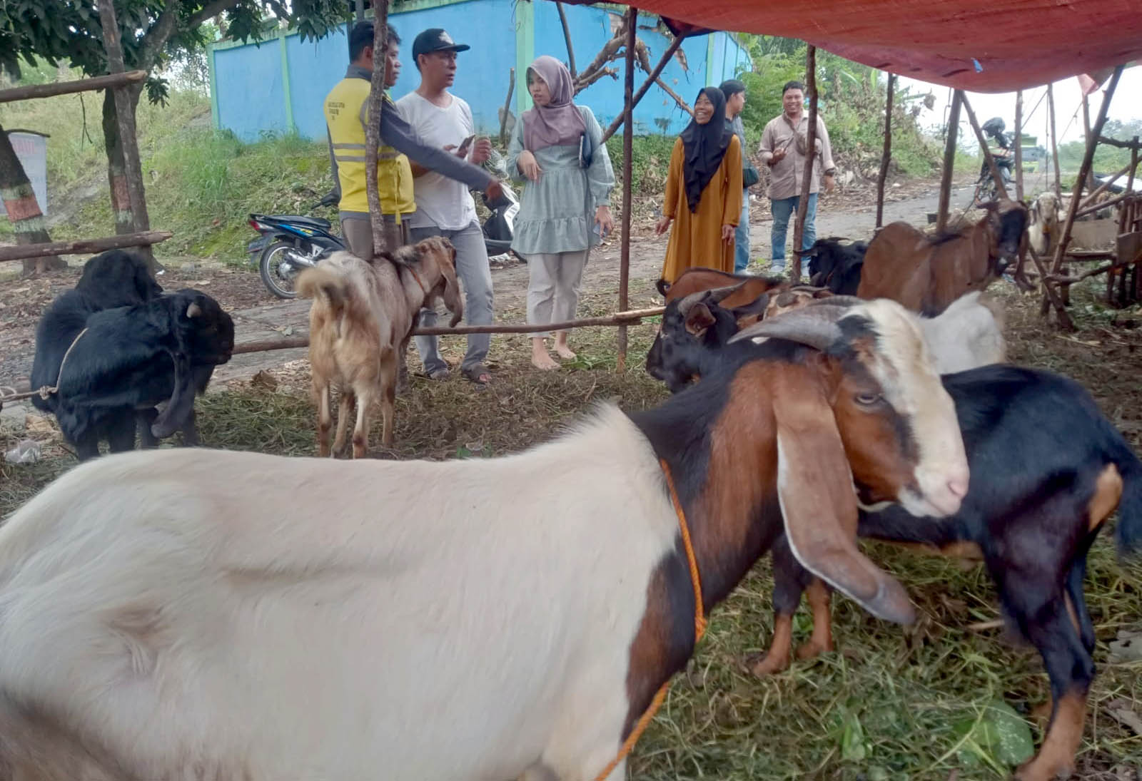 Bak Kacang Rebus! Jenis Kambing Ini Paling Laku Dijual di Muara Enim Sumsel Menjelang Hari Raya Idul Adha