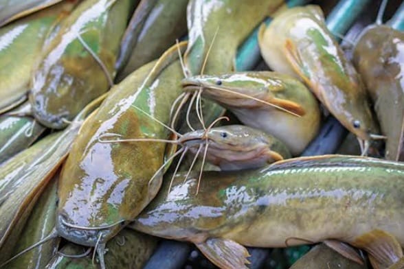 6 Manfaat Ikan Lele, Salah Satunya Dapat Menyembuhkan luka Lebih Cepat