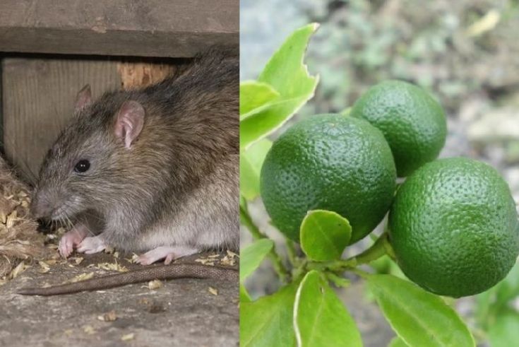 Daun Jeruk Nipis dan Kulit Jeruk Paling Ampuh Usir Tikus, Dijamin Gak Balik Lagi, Begini Caranya 