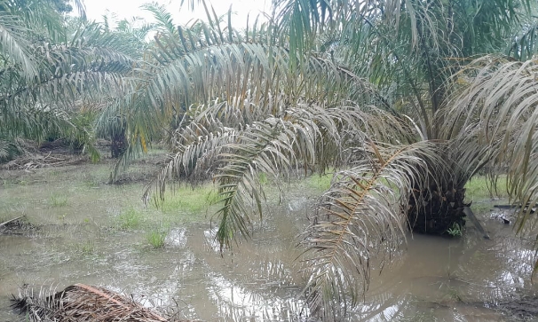 Kebun Sawit Warga di Gunung Megang Muara Enim Kembali Terendam, Diduga Dampak Disposal PT RMKO