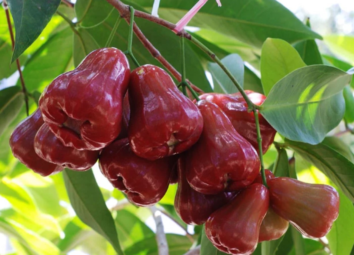 6 Manfaat Buah Jambu Air untuk Kesehatan, Rendah Kalori hingga Kaya Nutrisi