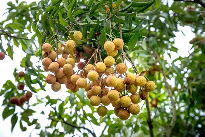 Ampuh! Ini Rahasia Menanam Kelengkeng Agar Cepat Berbuah Meskipun di Dalam Pot