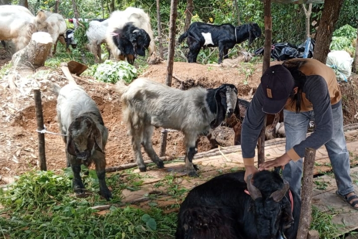 Pedagang Buah Ini Coba Peruntungan Jual Kambing Jelang Idul Adha, Begini Ceritanya