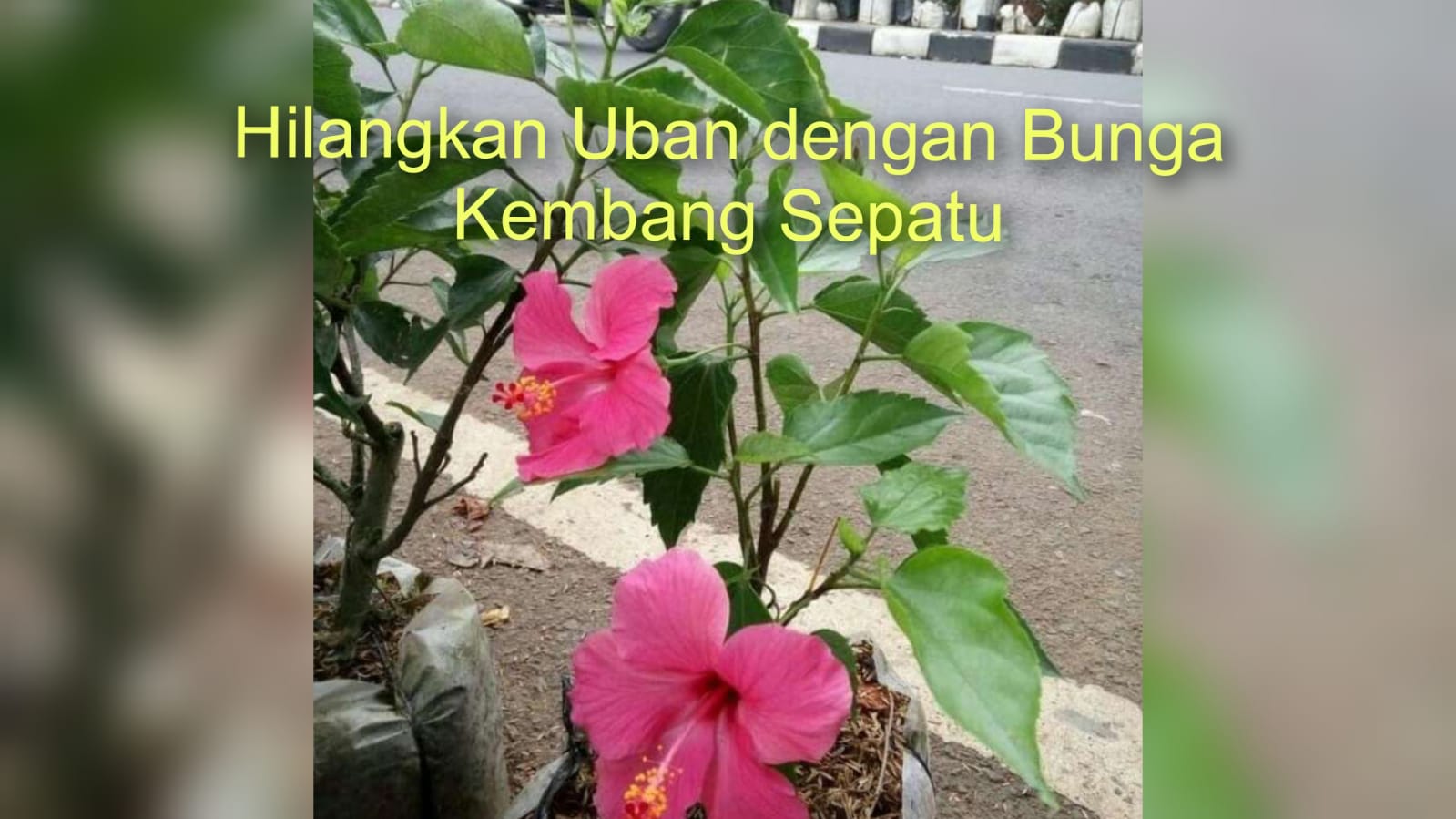 Mujarab, Bunga Kembang Sepatu Ampuh Hilangkan Uban