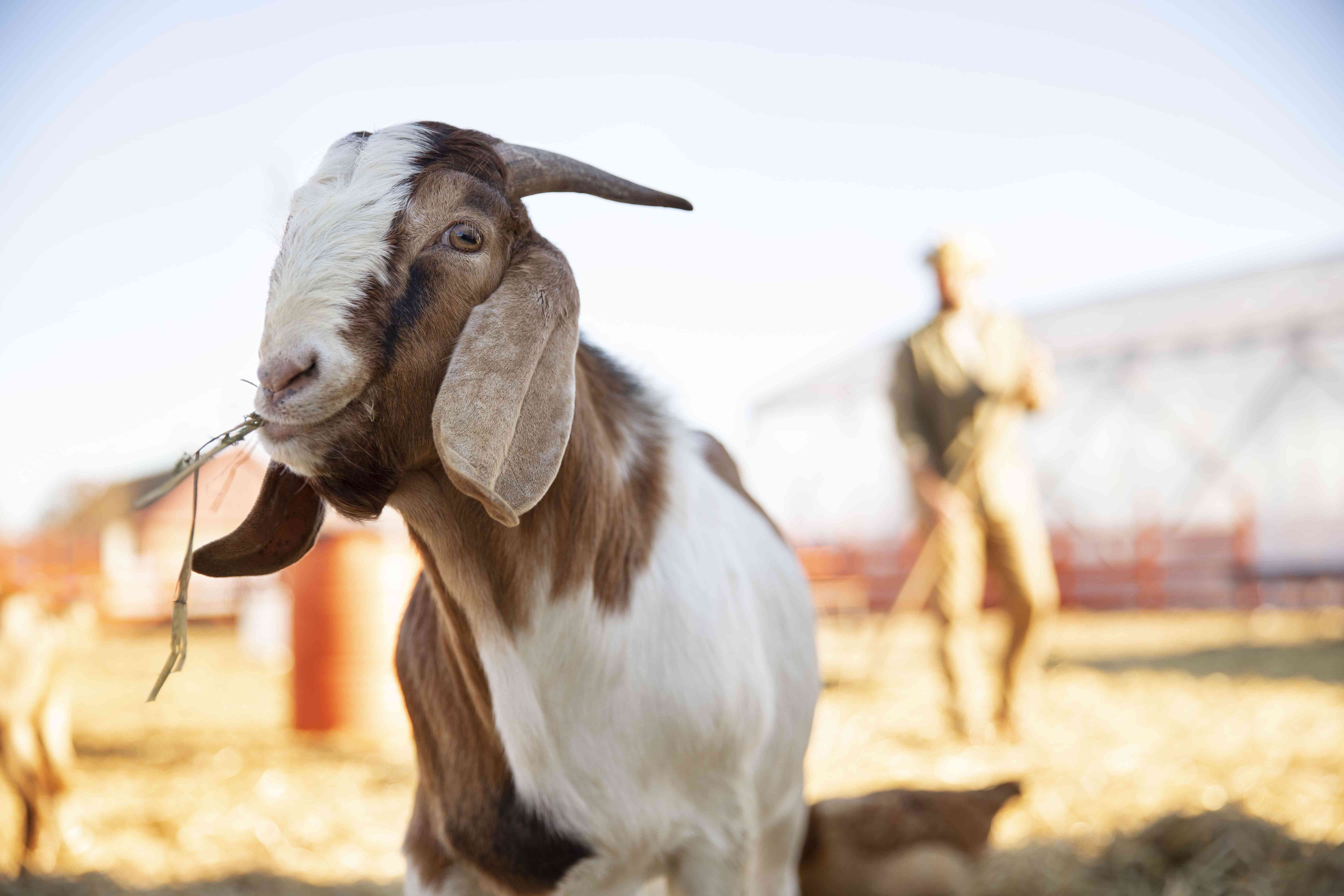 Kurban 1 Ekor Kambing untuk Sekeluarga, Sah atau Tidak? Ini Penjelasannya