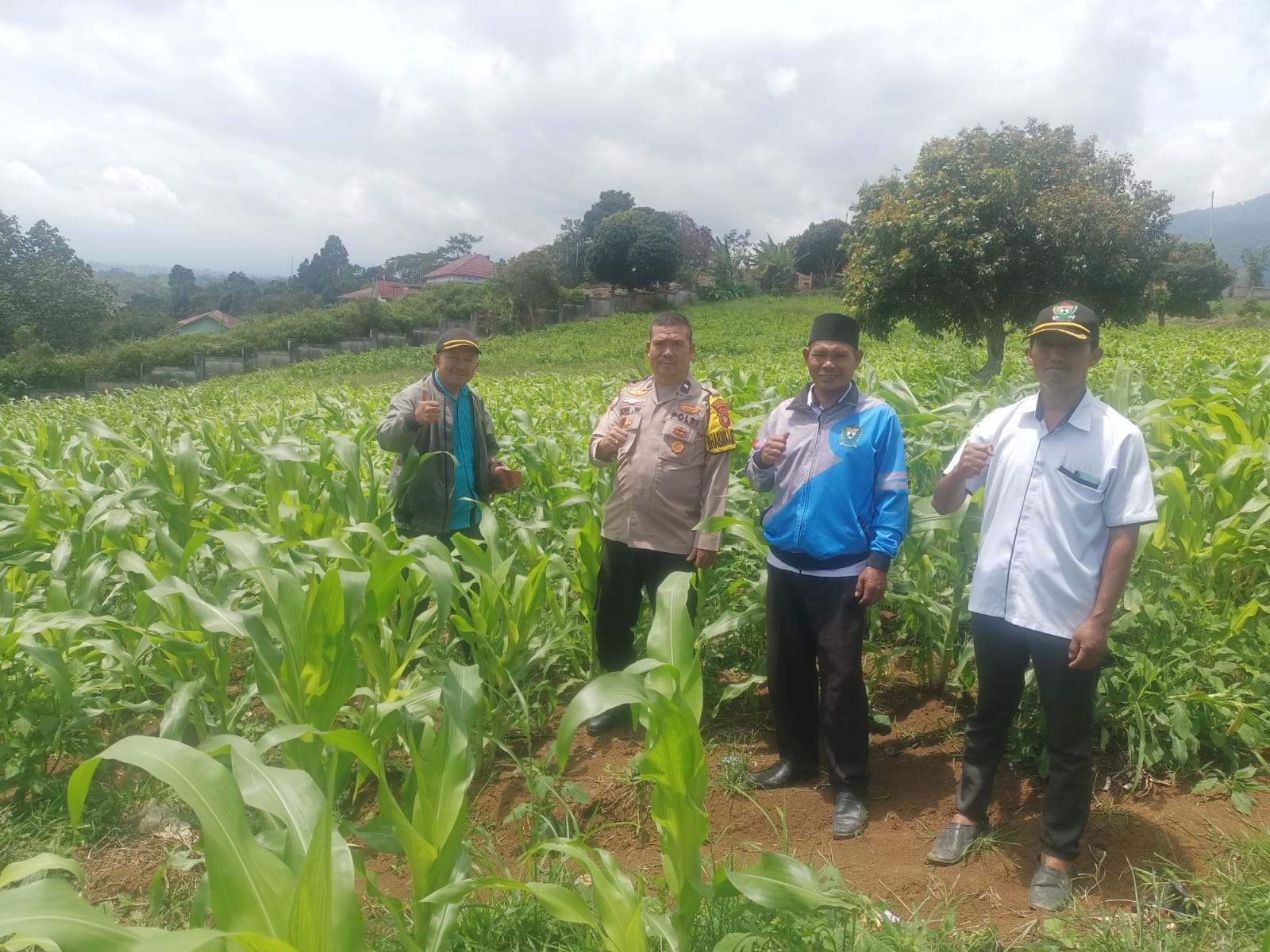 Bhabinkamtibmas Cek Progres Tanaman Jagung BUMDes di Desa Tenam Bungkuk