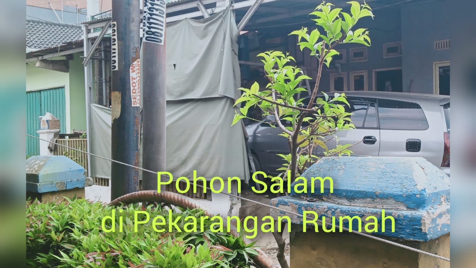 Memaksa Tanam Pohon Salam di Pekarangan Rumah Demi 9 Khasiat di Balik Daunnya 