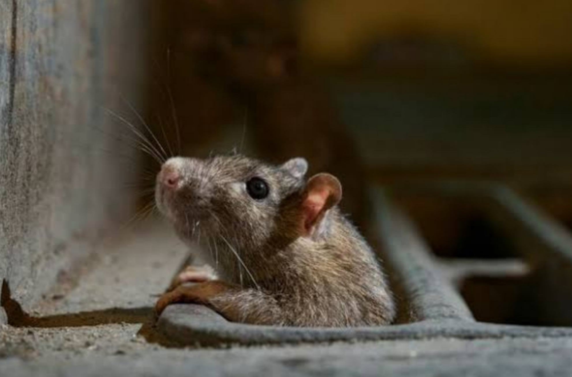 Apakah Sering Ada Tikus di Atap Rumah Anda? Jangan Khawatir, Ini Penyebab, Cara Mencegah dan Cara Mengusirnya