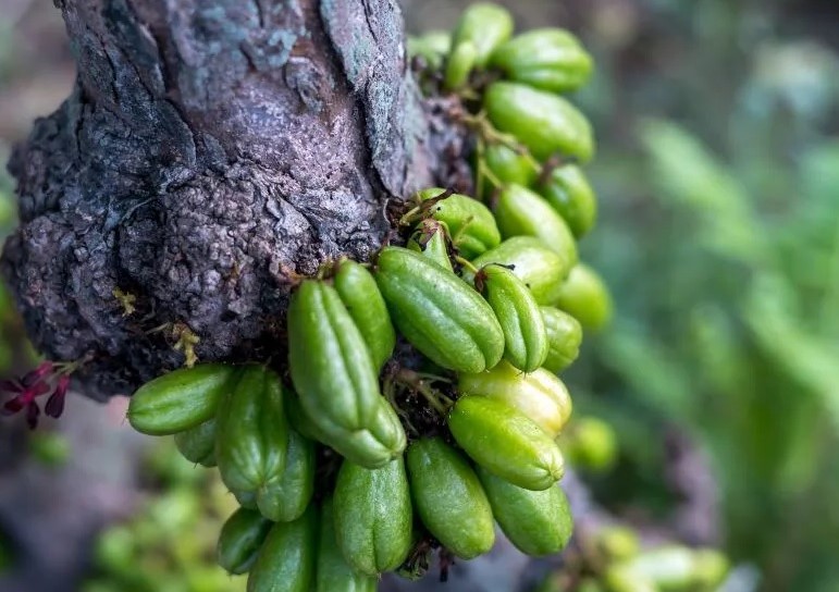 6 Manfaat Belimbing Wuluh, Salah Satunya Bisa Menurunkan Kolesterol