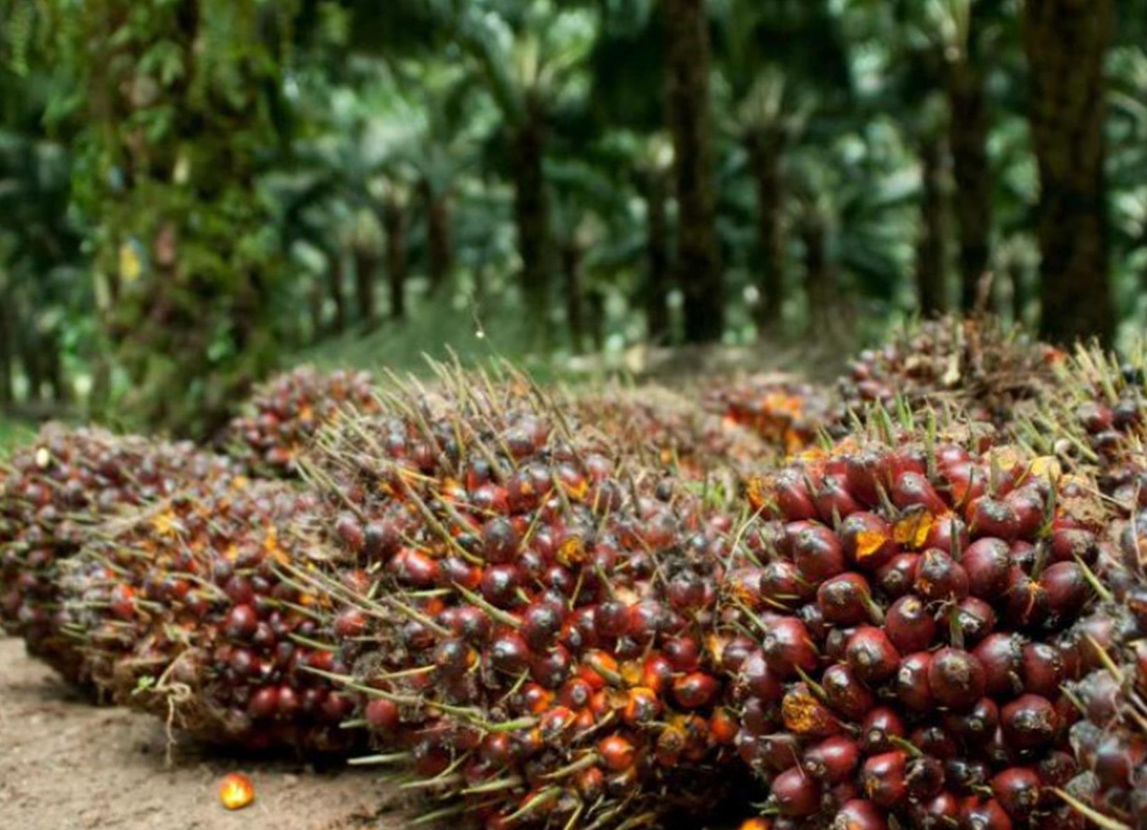 Harga Sawit di Sumatera Selatan Kembali Turun, Sekarang Jadi Segini