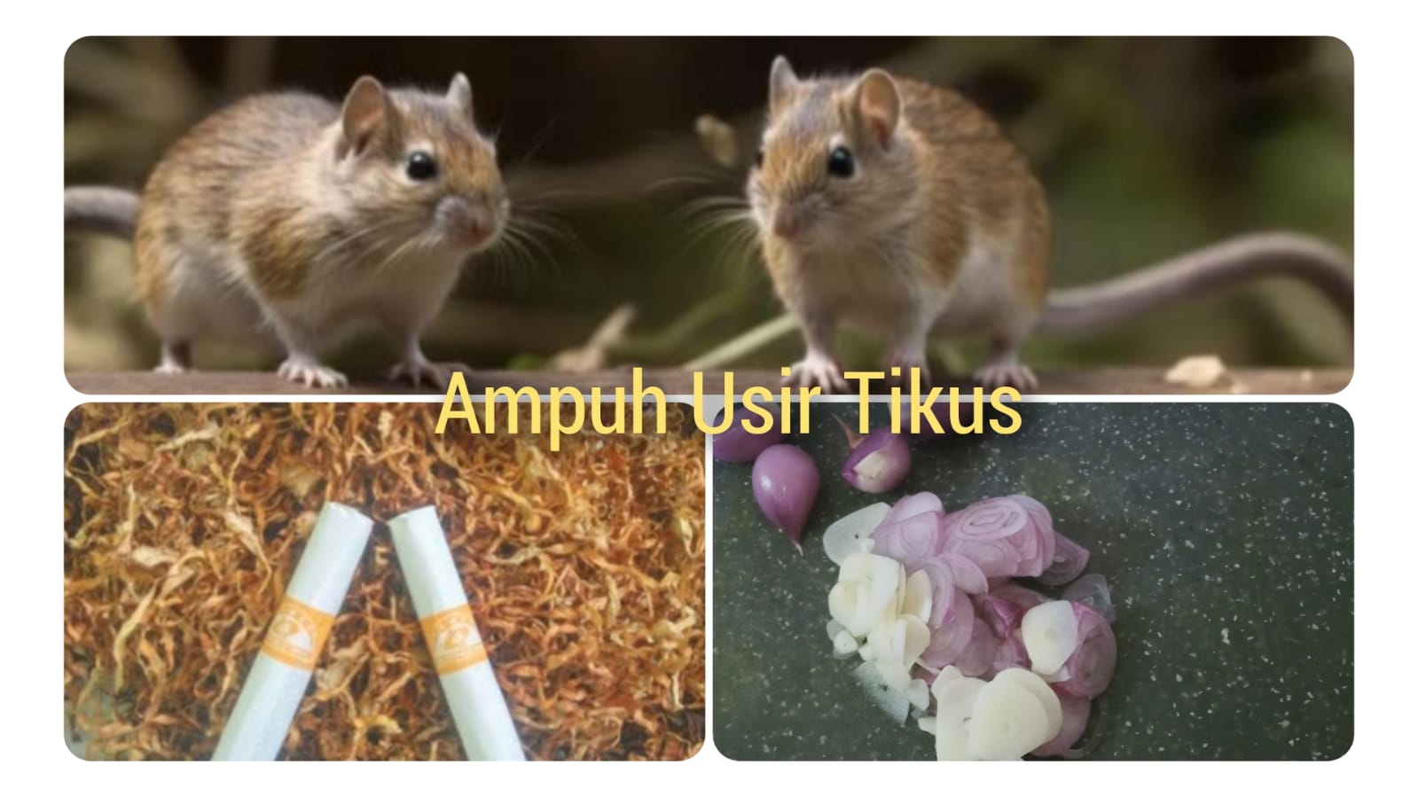 Usir Tikus Pakai Tembakau Rokok dan Bawang Merah, Ampuh Banget