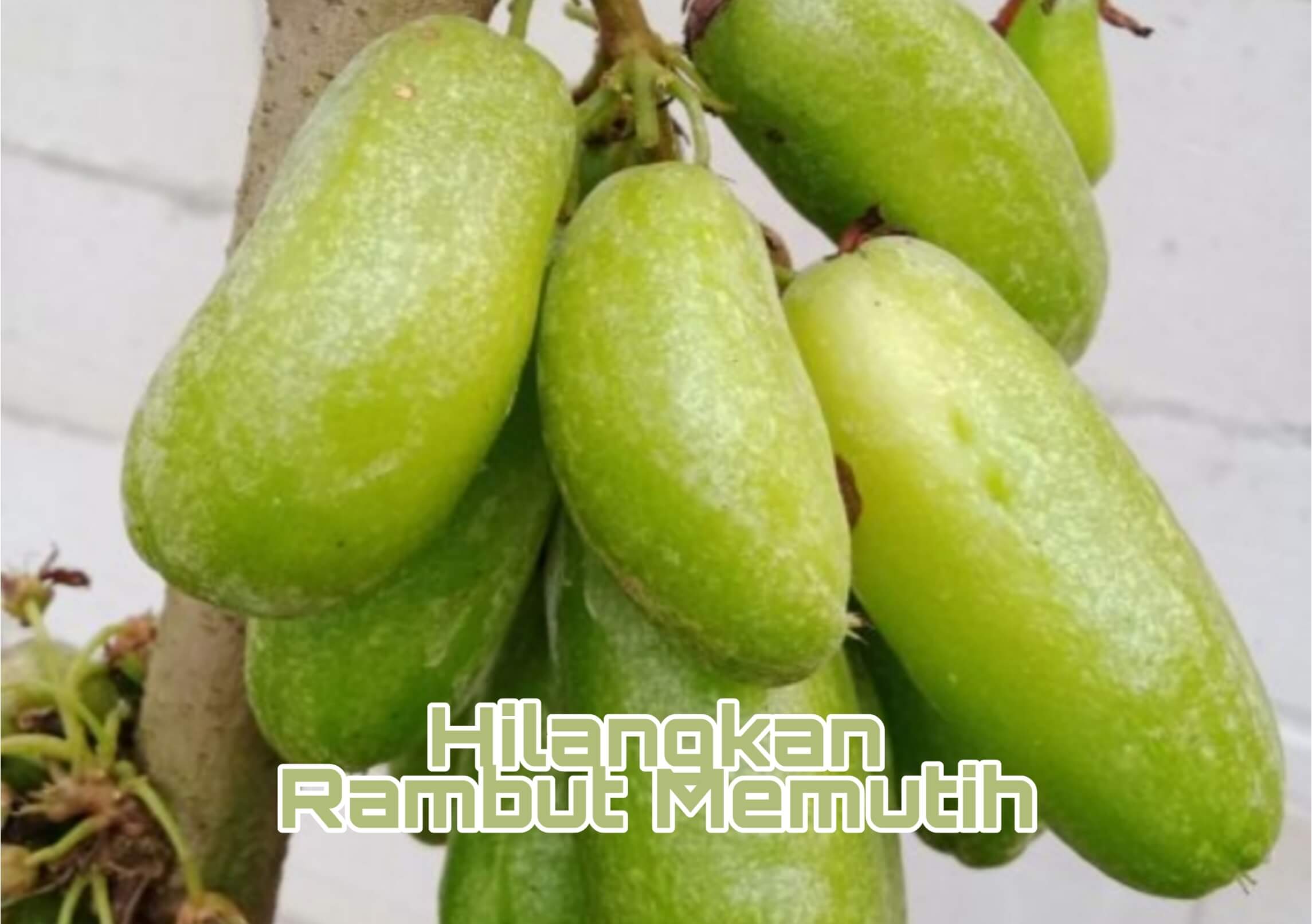 Salon Kecantikan Minggir Dulu, Begini Cara Mudah Hilangkan Rambut Memutih Pakai Belimbing Wuluh