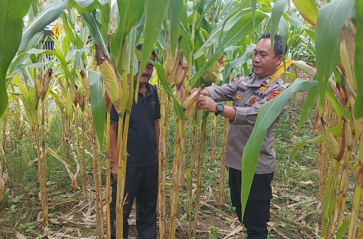 Polsek Sungai Rotan Dukung Ketahanan Pangan Desa