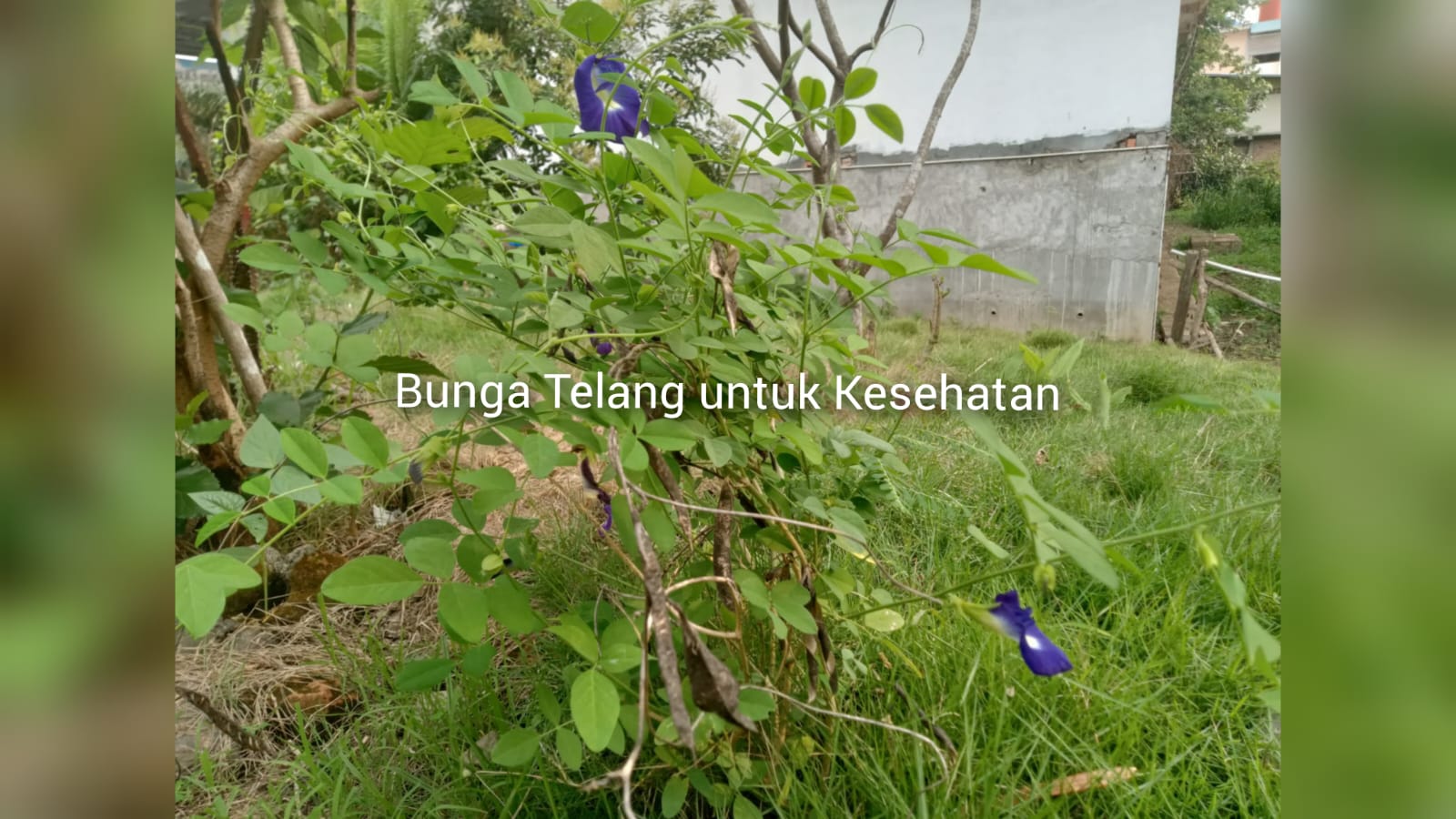 Tahukah Kamu Kegunaan Bunga Telang? Yuk Temukan Segudang Manfaat untuk Kesehatan