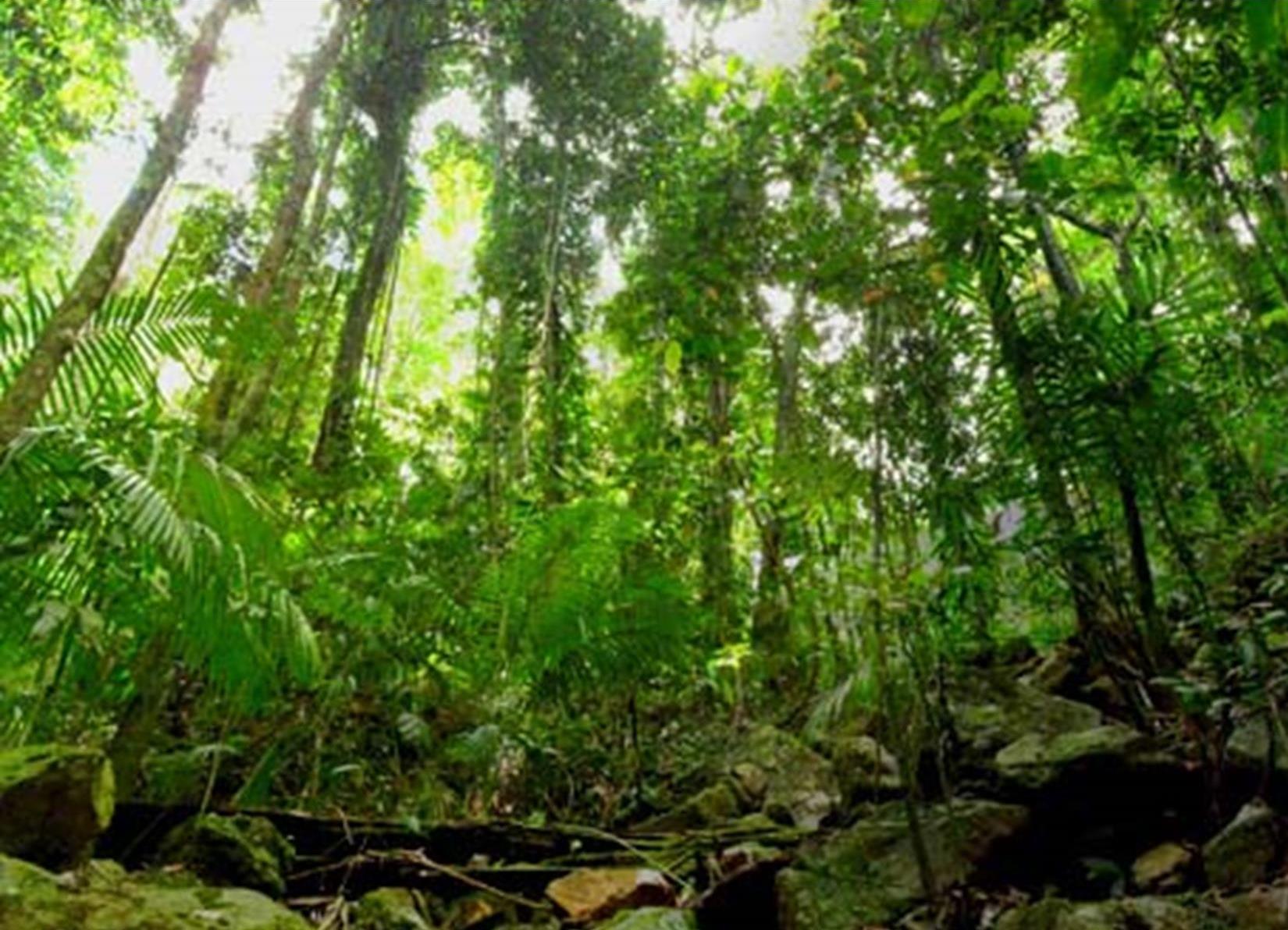 Hanya 1 Jam dari Palembang, Hutan Inggris Ini Disebut Menyimpan Banyak Misteri, Berani Kesana?