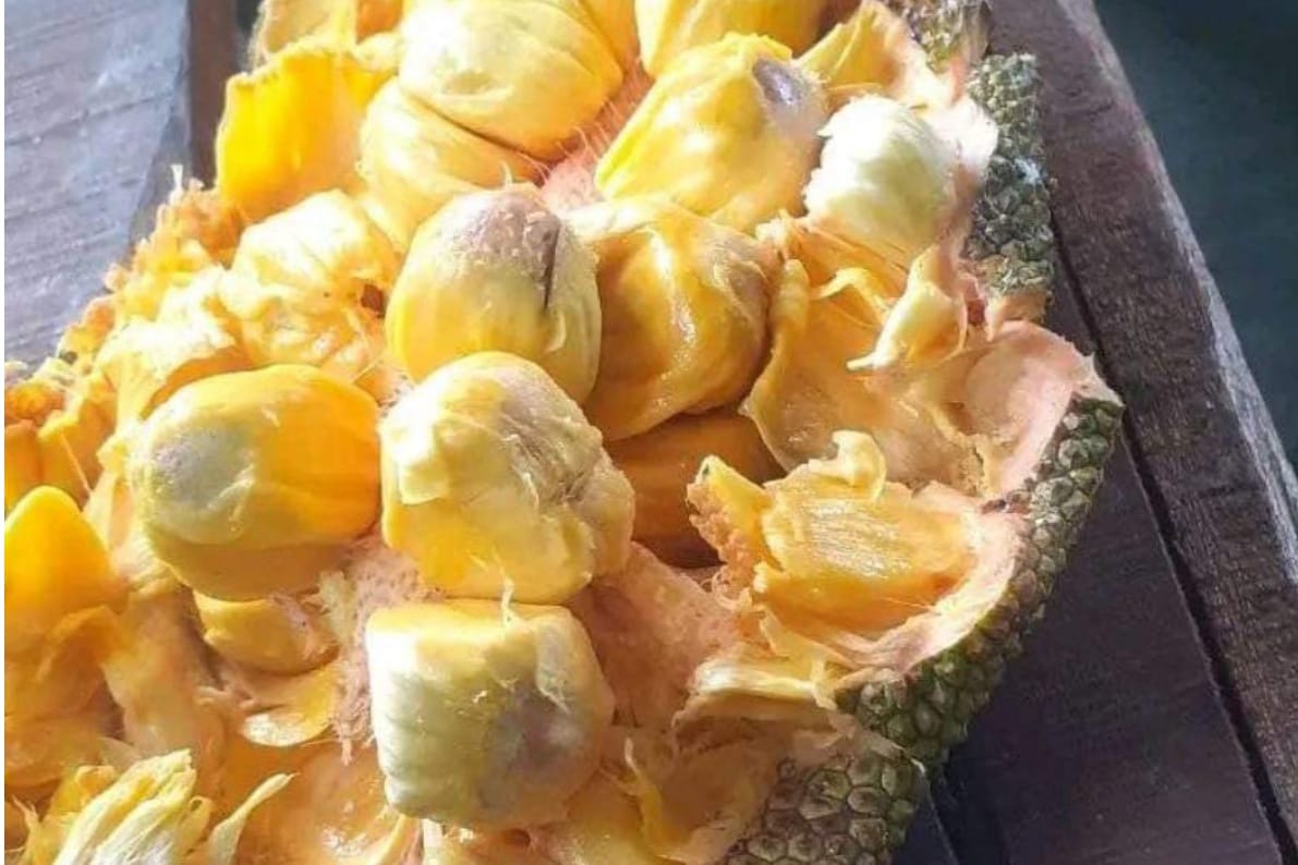 5 Manfaat Buah Cempedak untuk Kesehatan, Sekaligus Efek Samping Jika Mengkonsumsinya Secara Berlebihan