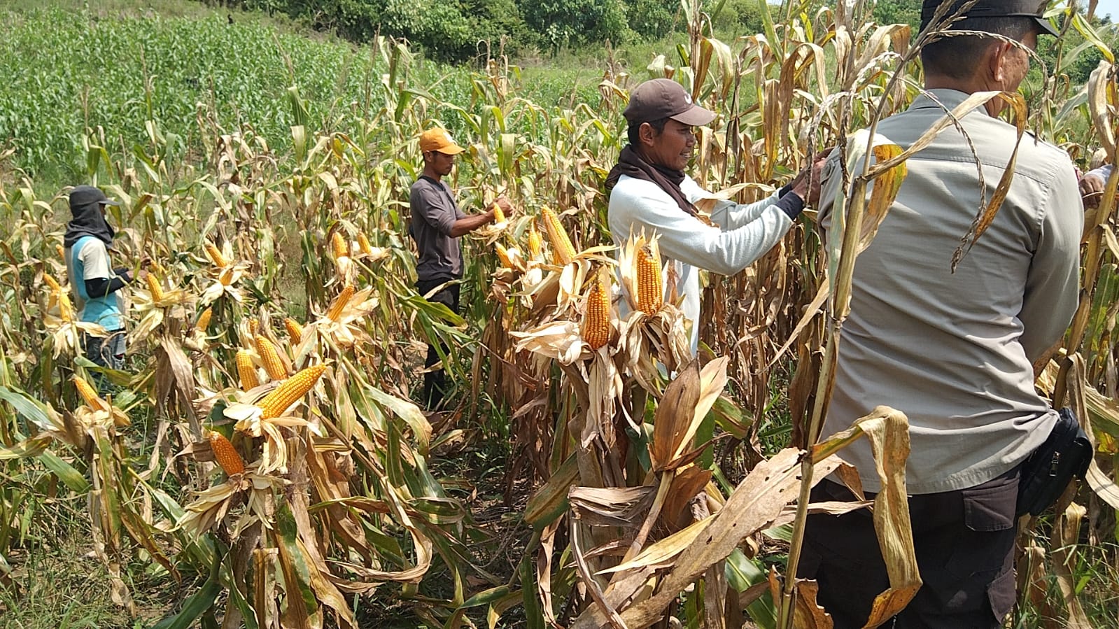 Desa Padang Bindu Panen Jagung 2 Ton