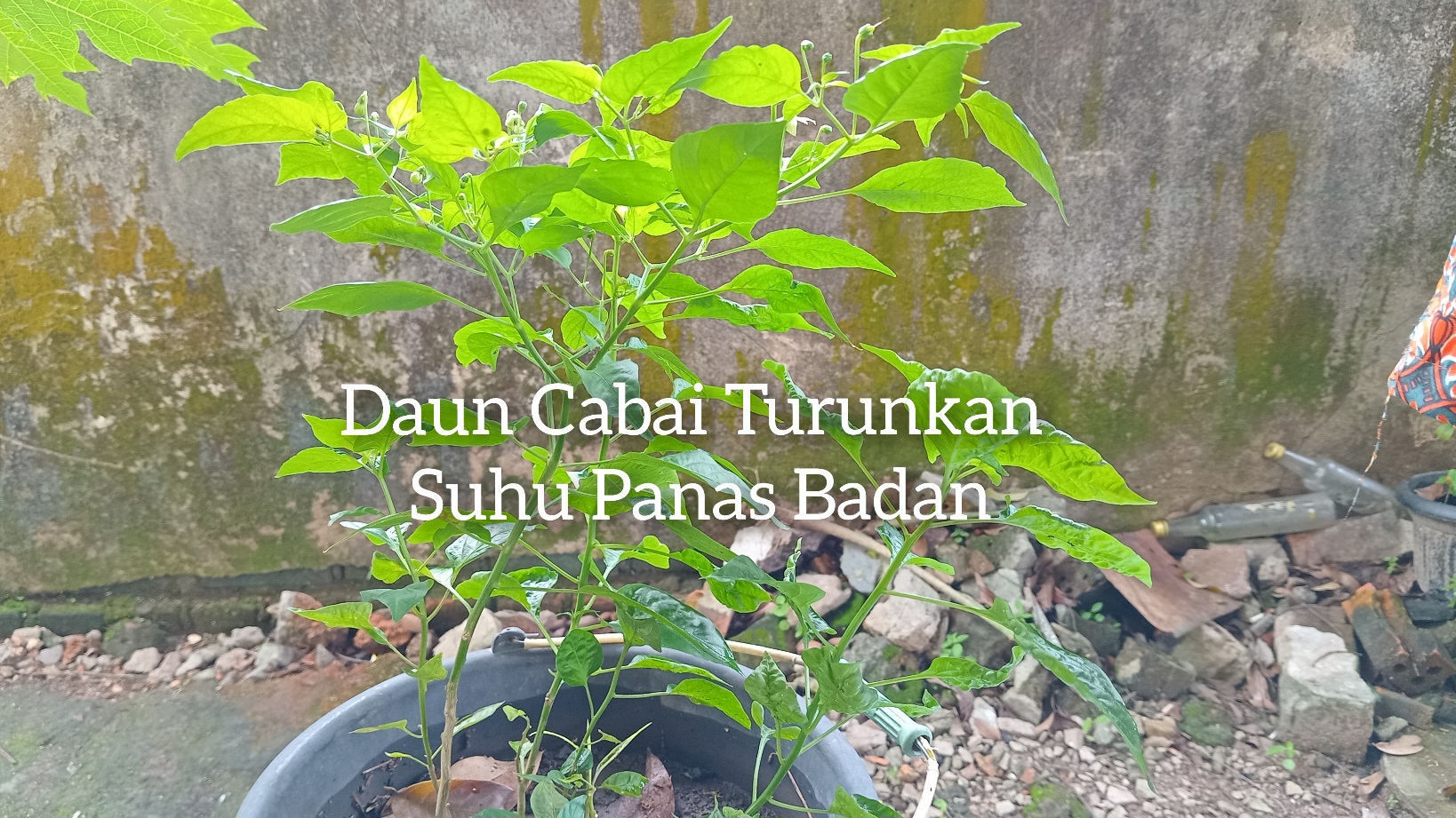 Daun Cabai Turunkan Suhu Badan Panas Akibat Demam, Begini Caranya