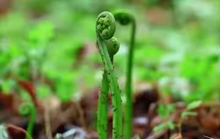Manfaat Sayur Pakis, Berikut Cara Memasaknya