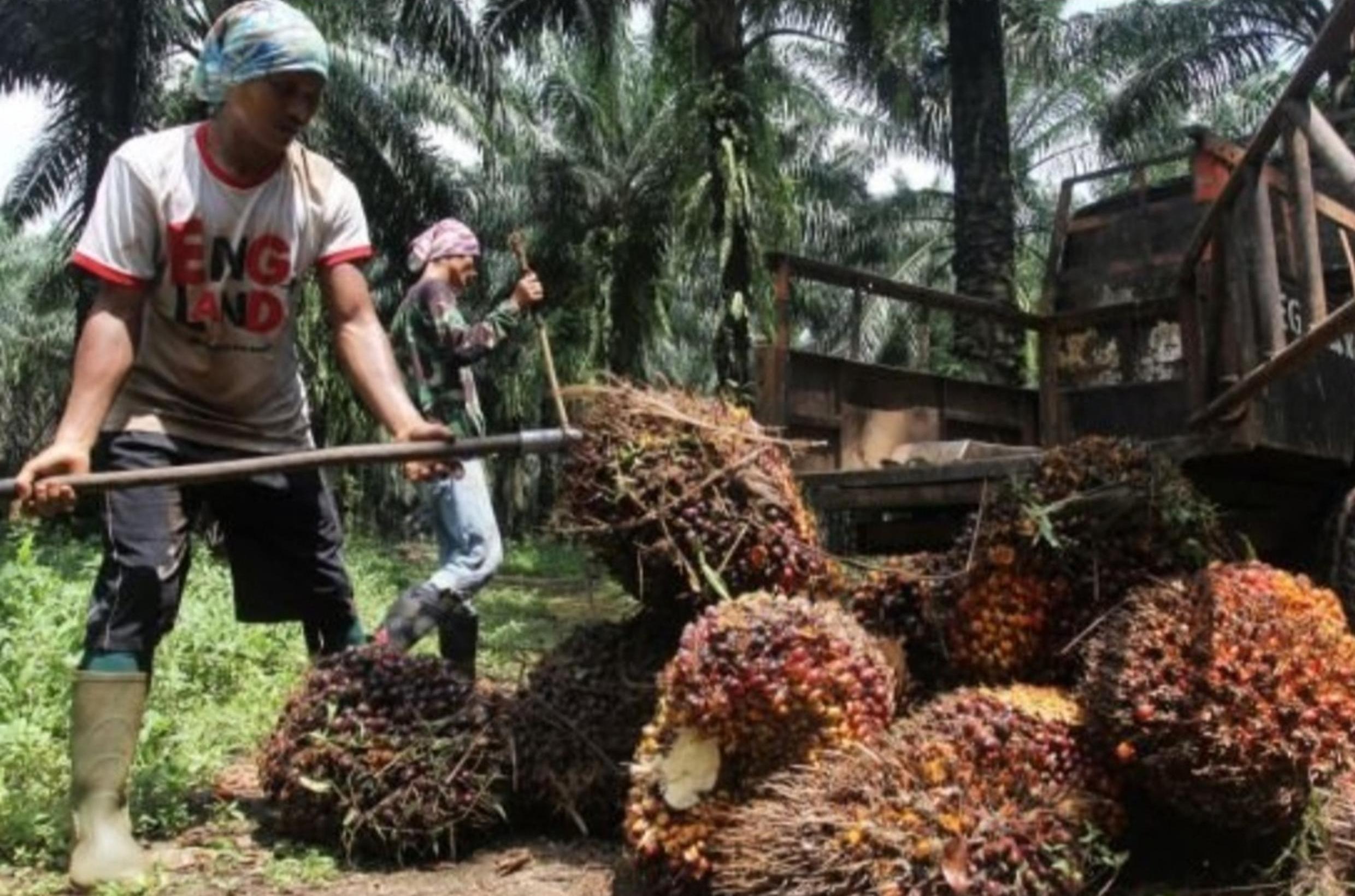 Alhamdulillah, Petani Senyum Lebar, Harga Sawit di Jambi Naik, Jadi Segini