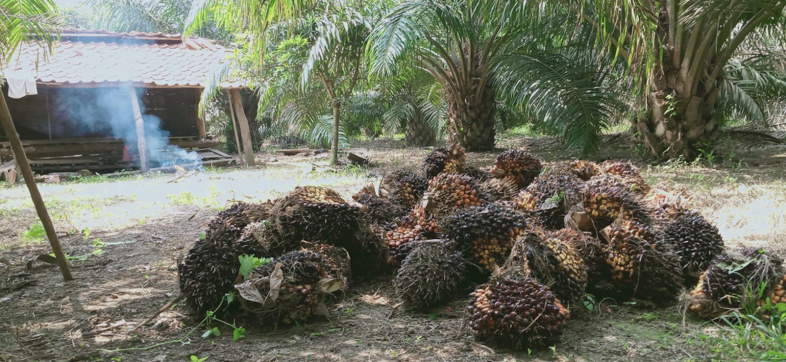 Petani Sawit Masih Dihantui Harga TBS