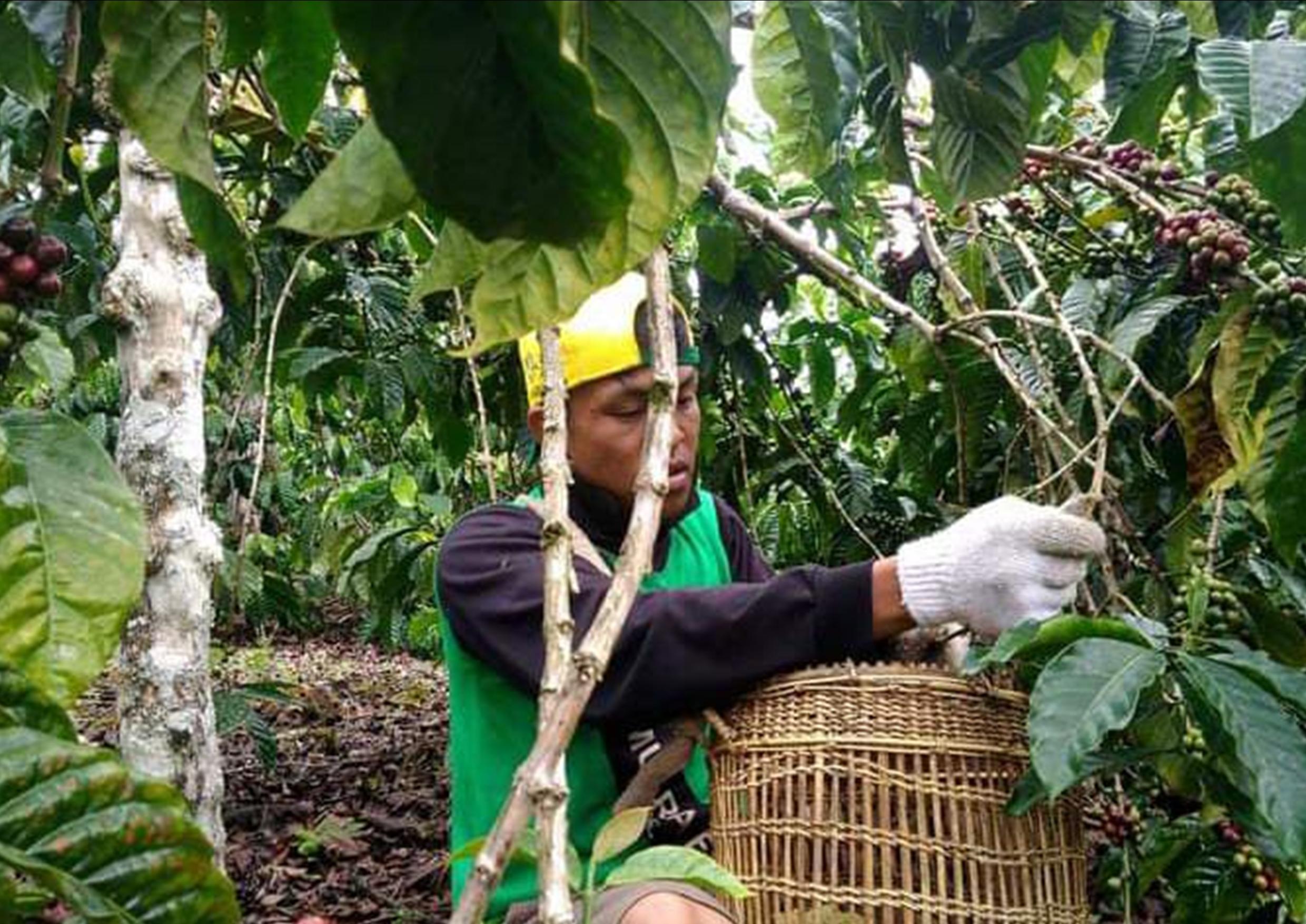 Buah Kopi Berkurang, Pupuk Langka, Petani Bilang Begini