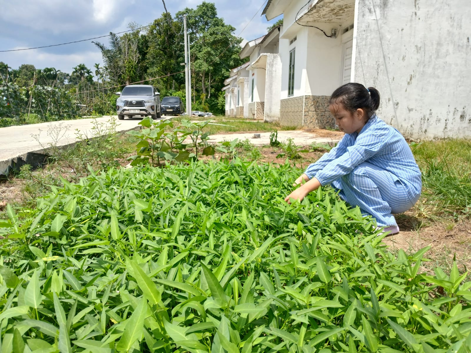 Sulap Lahan Perkarangan, Penuhi Kebutuhan Pangan Rumah Tangga